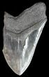Partial, Serrated Megalodon Tooth - Georgia #51014-1